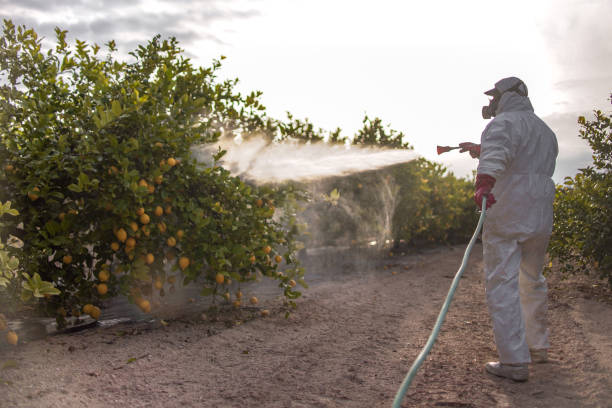 Best Pest Control Near Me in Twentynine Palms, CA
