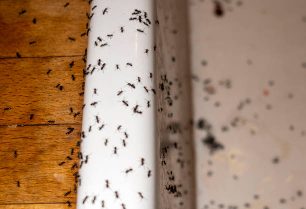 Professional Pest Control in Twentynine Palms, CA