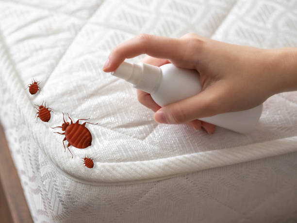 Best Bed Bug Extermination  in Twentynine Palms, CA